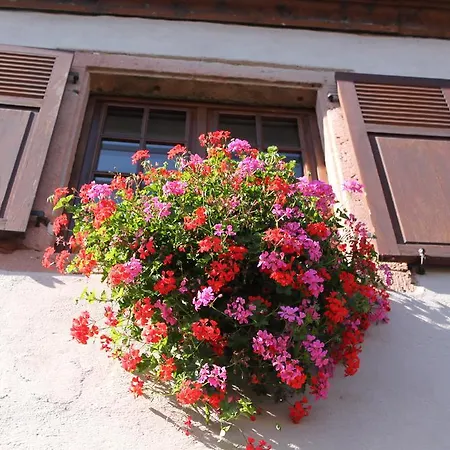 S'harzala Rouge Bergheim