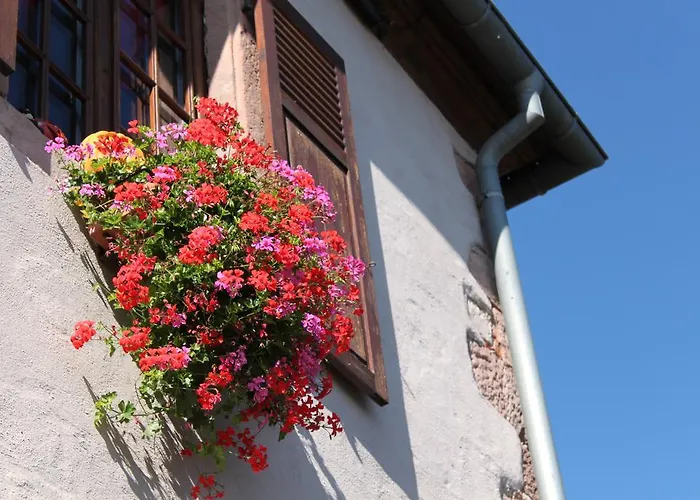 S'harzala Rouge Bergheim